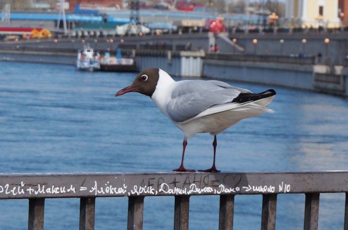Sur les bords de l'Angara à Irkoutsk...
